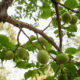 Les fruits de l’abricotier du Japon