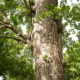 Un ginkgo dans l’enceinte du sanctuaire