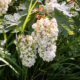 Hortensia à feuilles de chêne