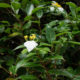 Mussaenda parviflora