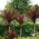 Cordyline australis ‘Red Star’