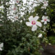 Rose de Sharon un jour de pluie