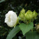 Boutons de fleurs blanches