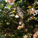 Machaon asiatique et Abelia