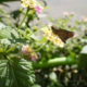 Skipper sur Lantana