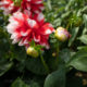 Bourgeons de dahlia rouge et blanc