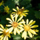 Fleurs de plantes léopard et un papillon de skipper