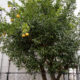 Citrus natsudaidai en hiver