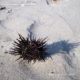 Oursin sur la plage de sable