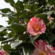 Camellia Japonica panaché rouge et blanc