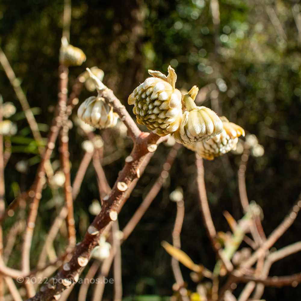 Les boutons floraux du buisson à papier