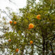 Boules de Natsumikan