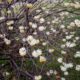 Branches de buisson à papier avec des fleurs