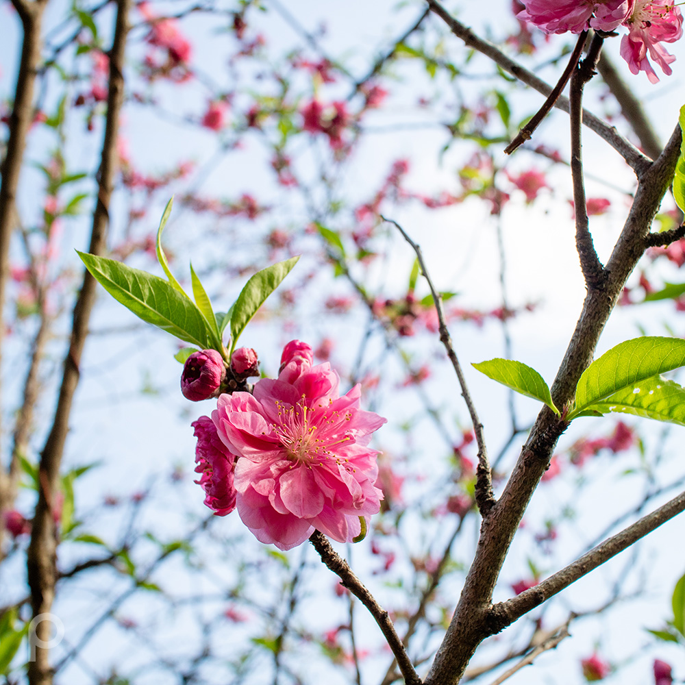 Fleurs de pêche