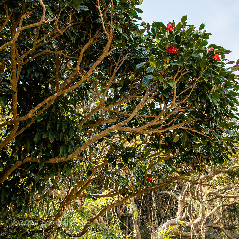 Grand camélia à fleurs rouges