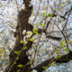 Les fleurs de cerisier fleurissent