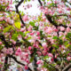 Pommetier de Hall dans un petit parc à Tokyo