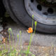 Une fleur comme un coquelicot