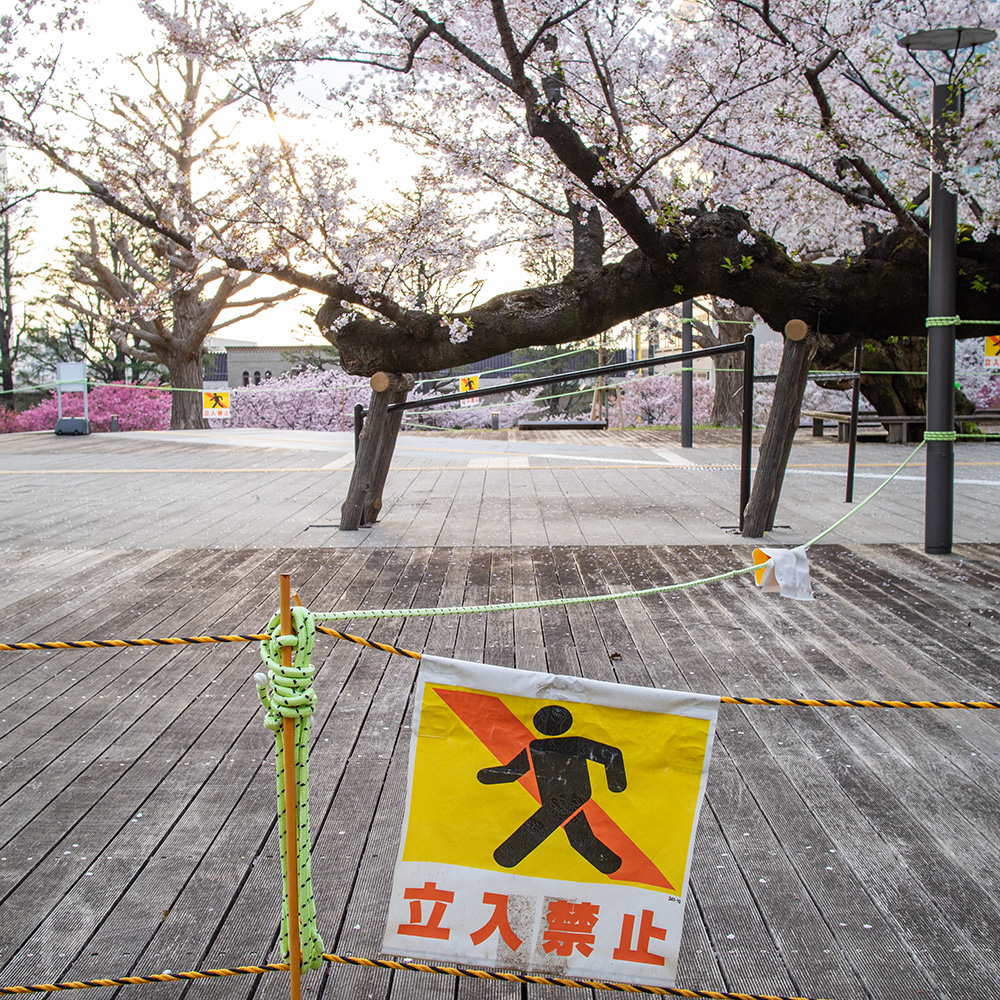 Vieux cerisiers de Somei-yoshino