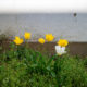 Tulipes
