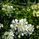 Fleurs blanches avec des gouttes de pluie