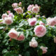 Rosier anglais ‘Olivia Rose Austin’