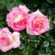 Rosier ‘Princesse de Monaco’