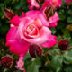 ‘Princesse Chichibu’ rose