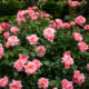 ‘Princesse Aiko’ rose dans le jardin
