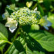 La saison des hortensias
