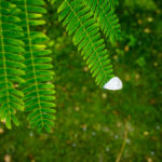 Papillon blanc sur les feuilles de l'arbre à soie