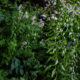 Mauvaises herbes en saison des pluies