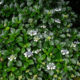 Mur d’hortensias