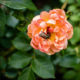 Scarabées japonais sur la rose anglaise ‘Pat Austin’