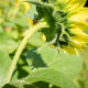 Tournesol avec un scarabée japonais