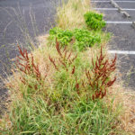 Mauvaises herbes dans le parking