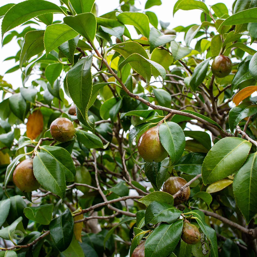 Fruits de camélia de couleur sobre