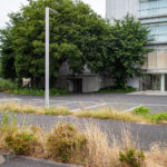 Mauvaises herbes dans un parking