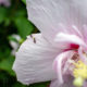 Deux fourmis sur une rose de Sharon