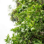 Oranges d'été sous le ciel nuageux