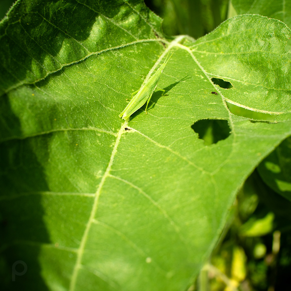 Sauterelle Ombu sur une feuille de tournesol