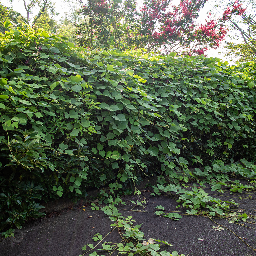 vigne en pleine croissance