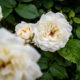 Rose blanche au milieu de l’été
