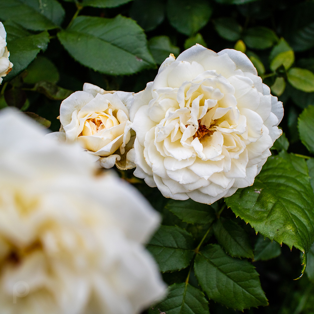 rose blanche au milieu de l'été