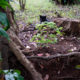 Chat noir