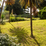 Cordyline dans le jardin