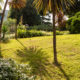 Cordyline dans le jardin