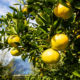 Oranges d’été « Natsumikan » devient jaune