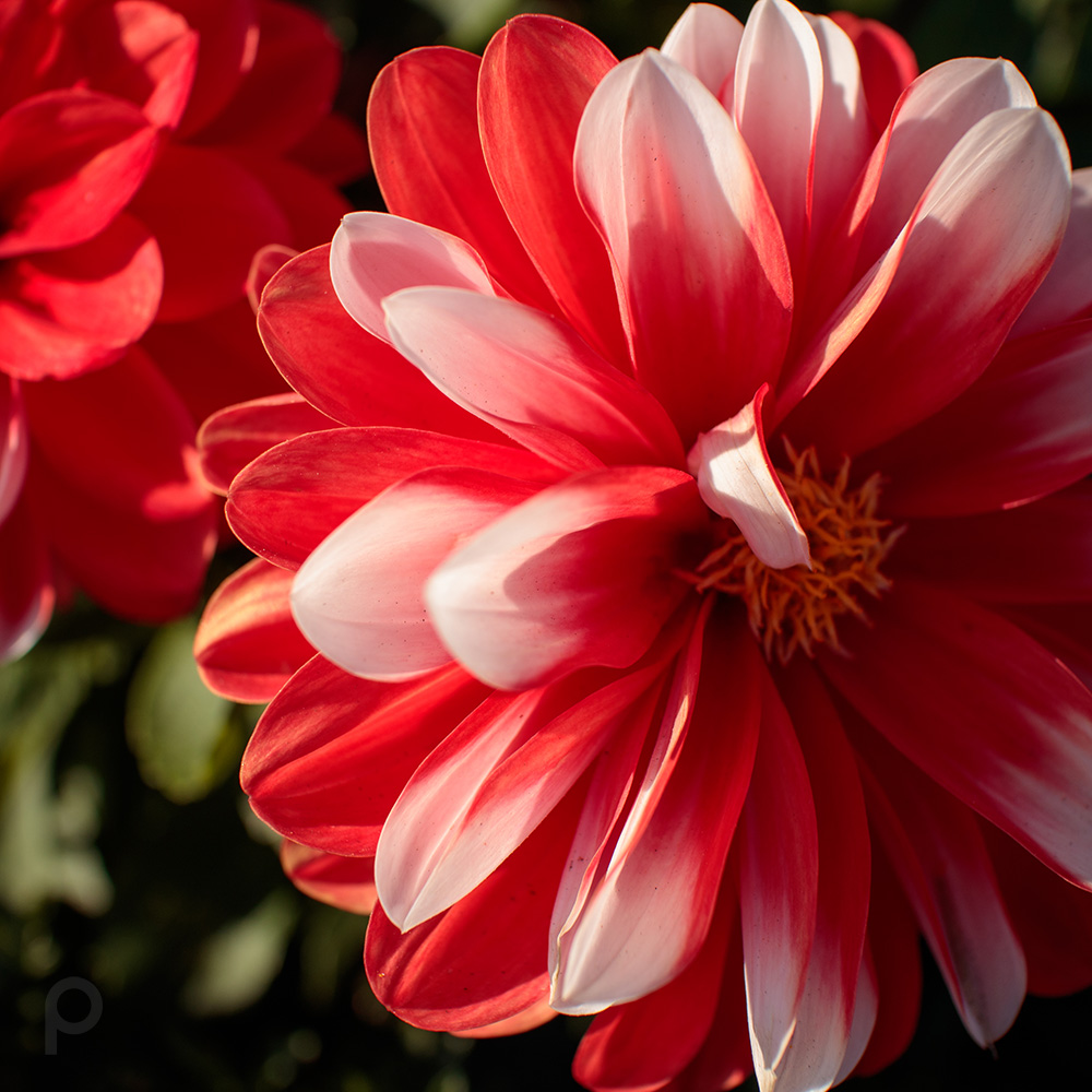 Dahlia rouge et blanc