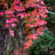 Érable palmé – Momiji
